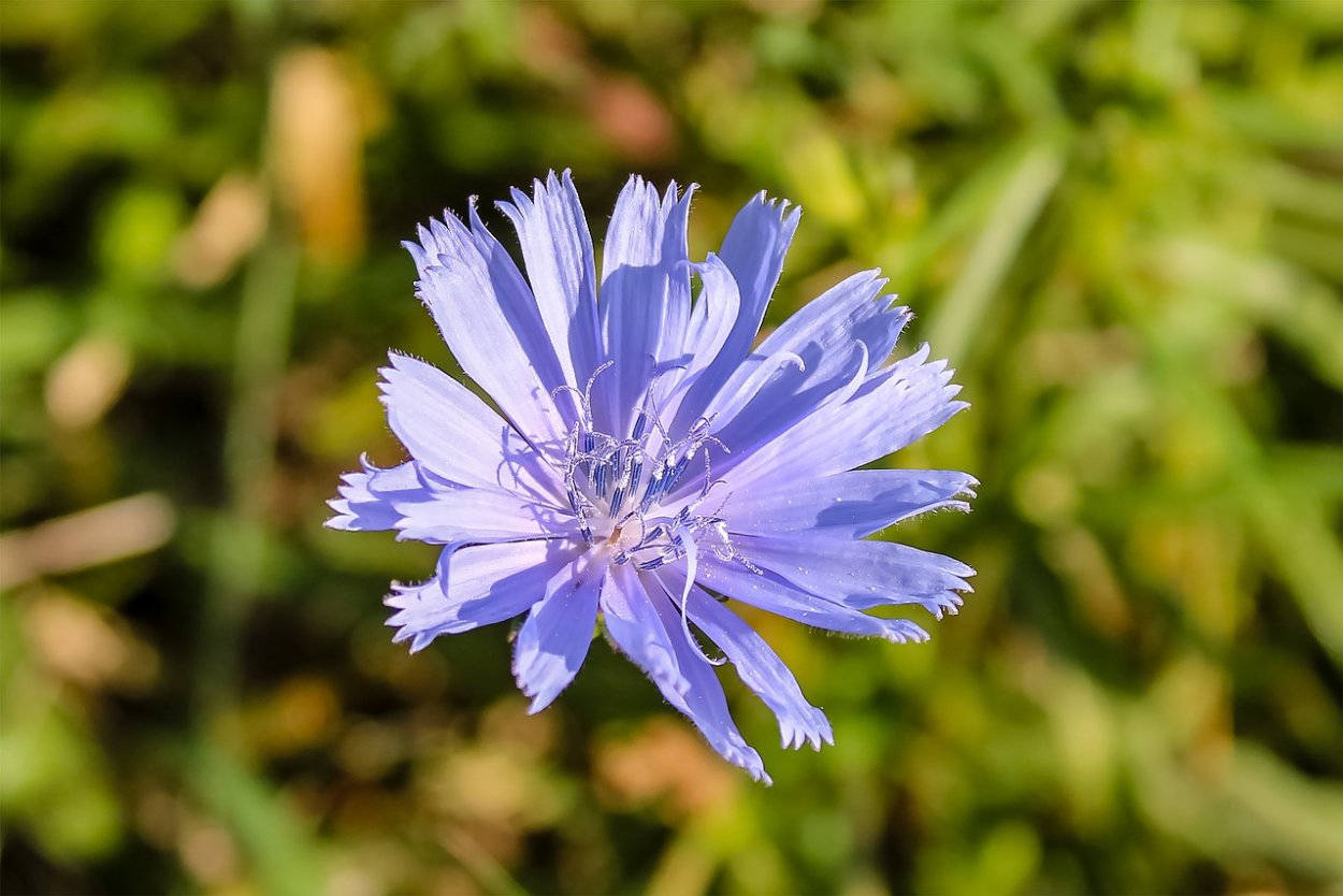 Василёк Луговой