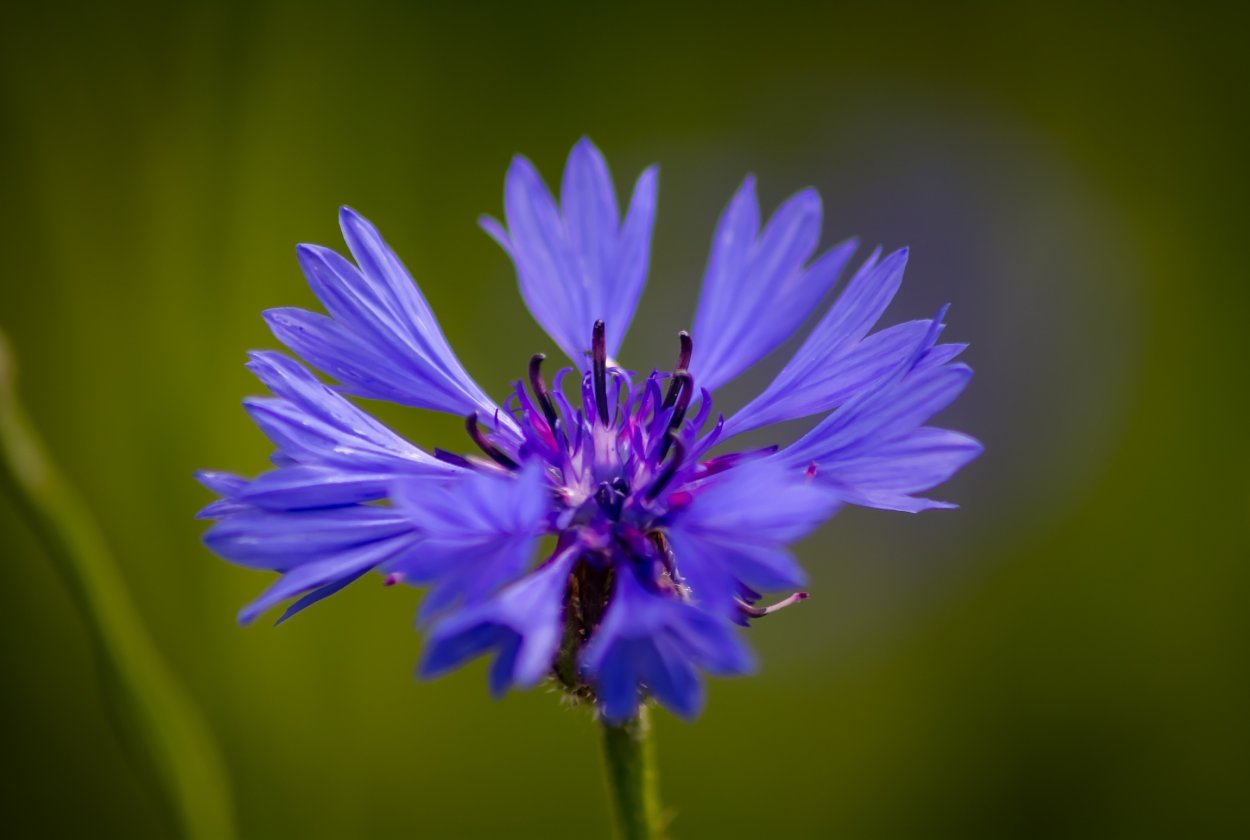 Василёк Донской (Centaurea tanaitica Klok.)