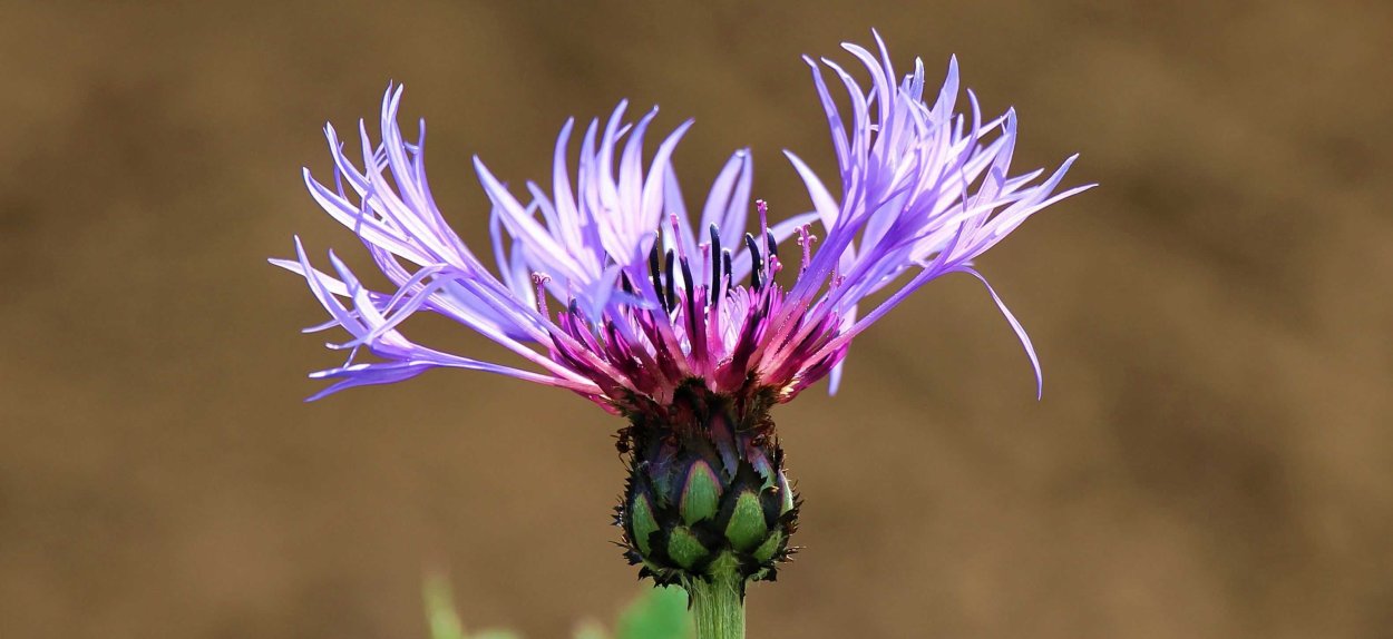 Василек цветок сиреневый
