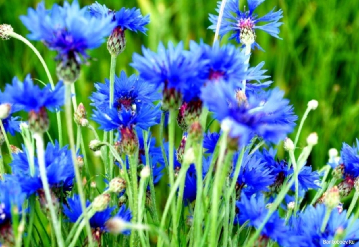 Василек синий полевой