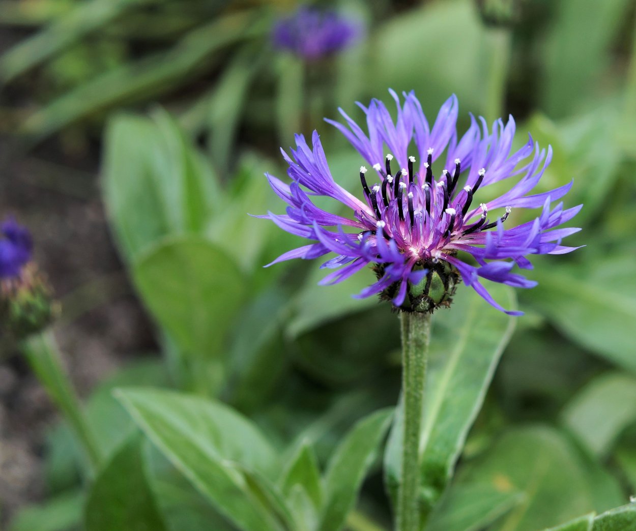 Центаурея Василек