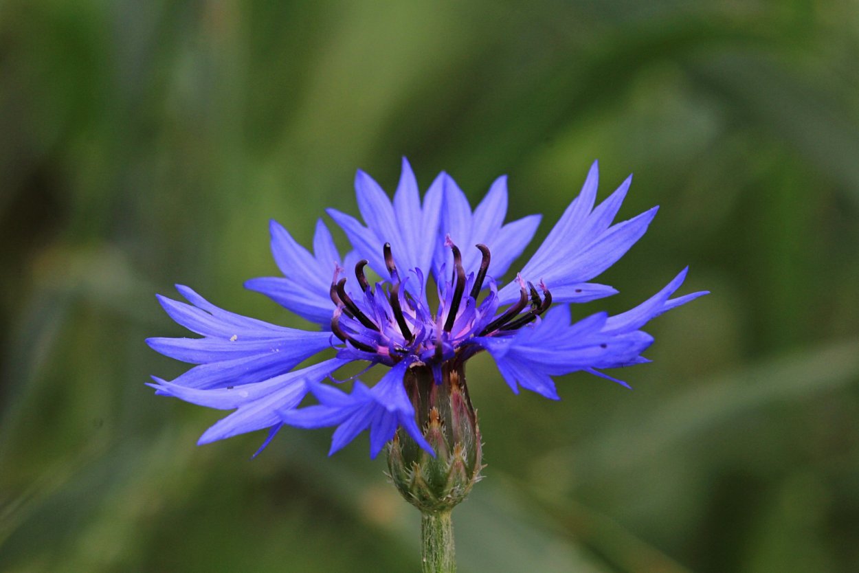 Василек Луговой синий