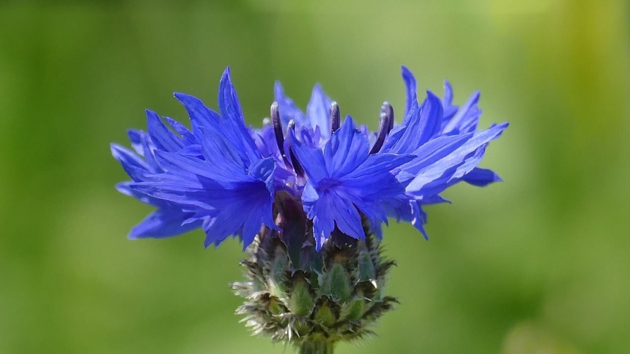 Василек Блу медальон