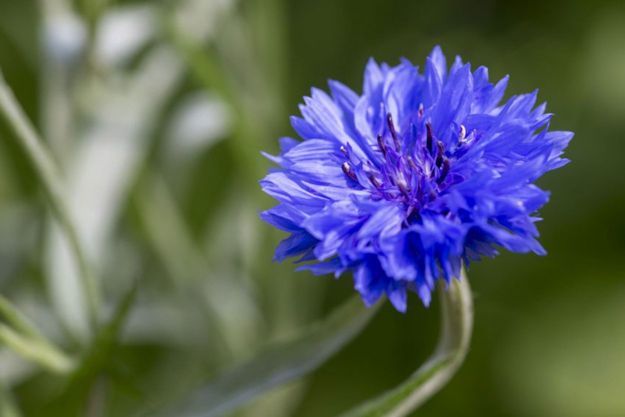 Василек голубой Centaurea cyanus