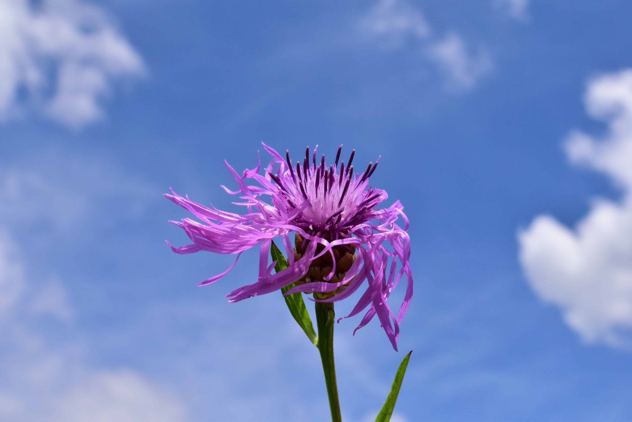 Уайлдфлауэр, фиолетовый Луговой