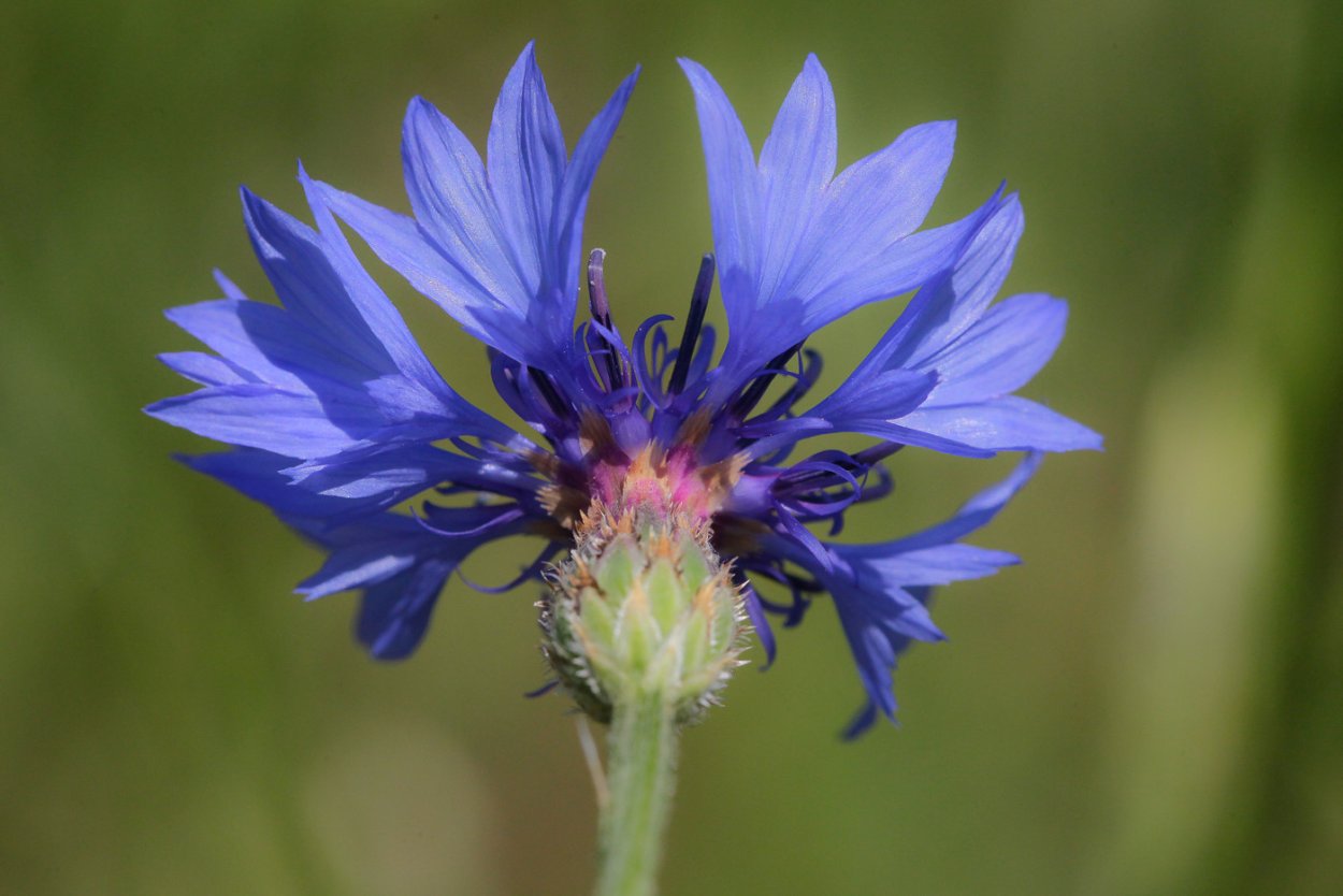 Василек синий (Centaurea cyanus)