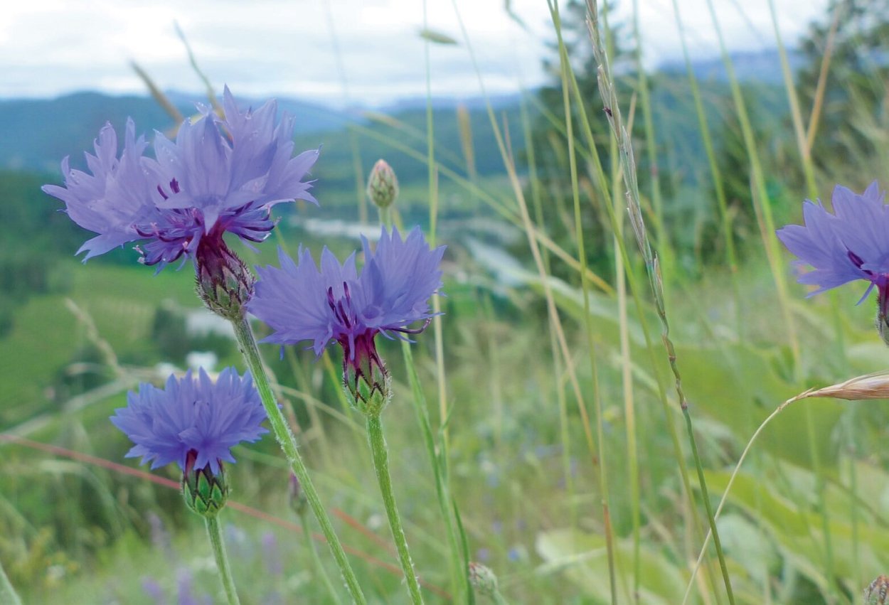Василёк синий фото