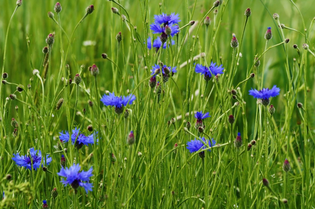 Василек голубой Centaurea cyanus