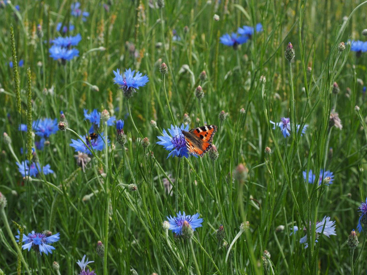 Растения степи Василек синий
