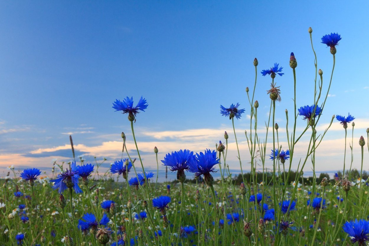 Поле Васильков снизу