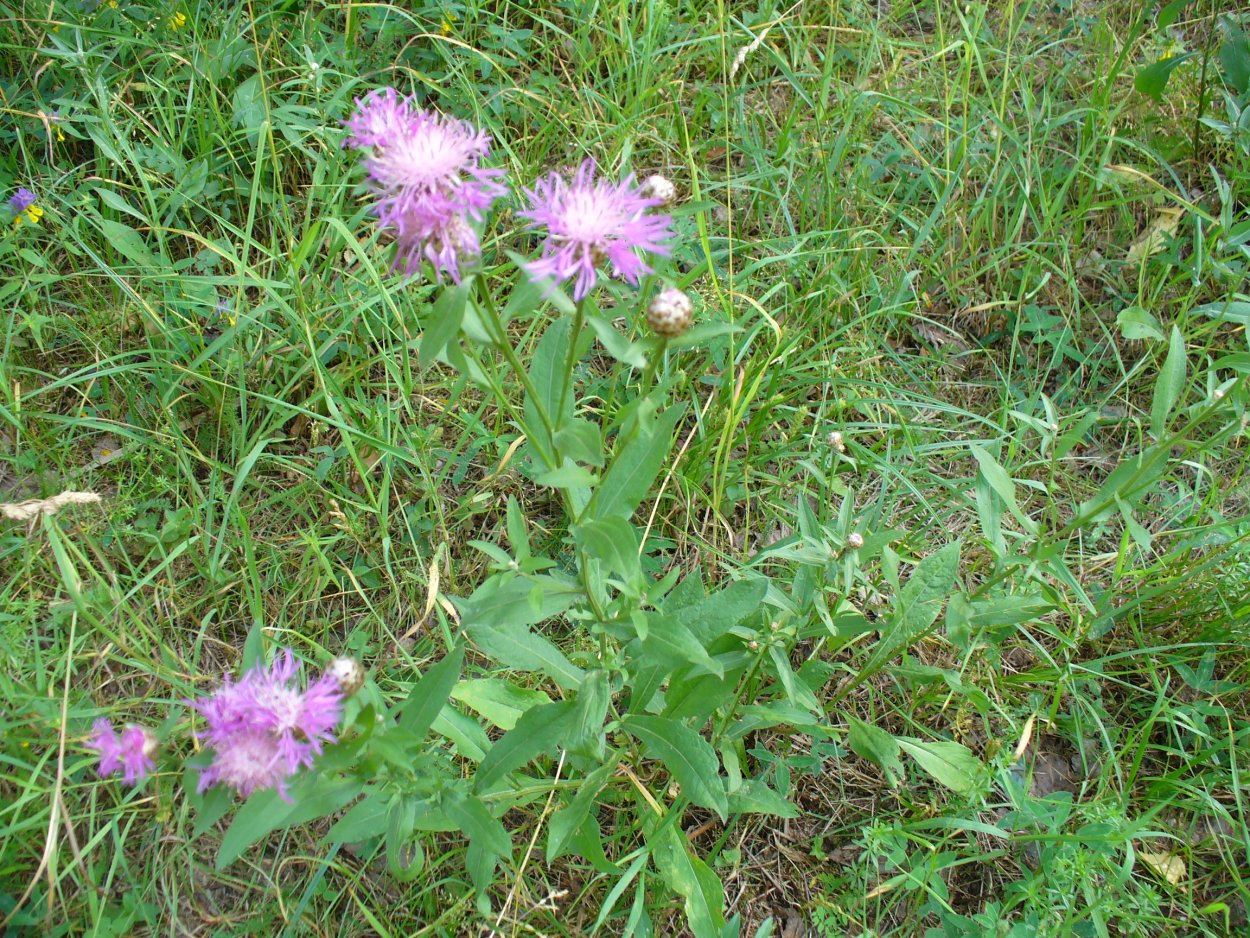 Василек Луговой розовый