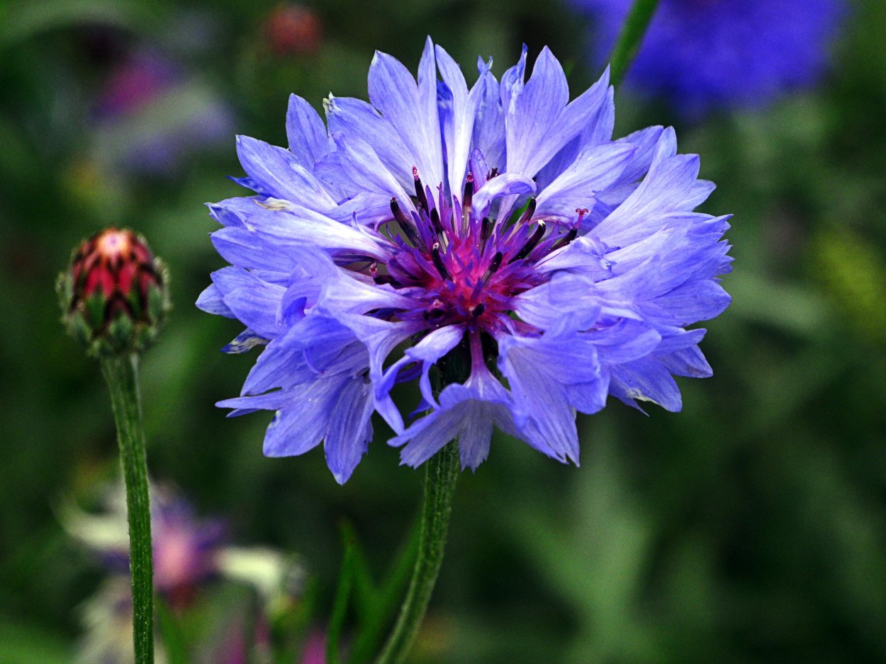 Василёк Донской (Centaurea tanaitica Klok.)