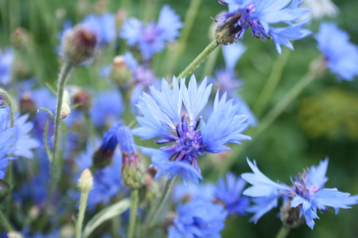 Василек цельнолистный