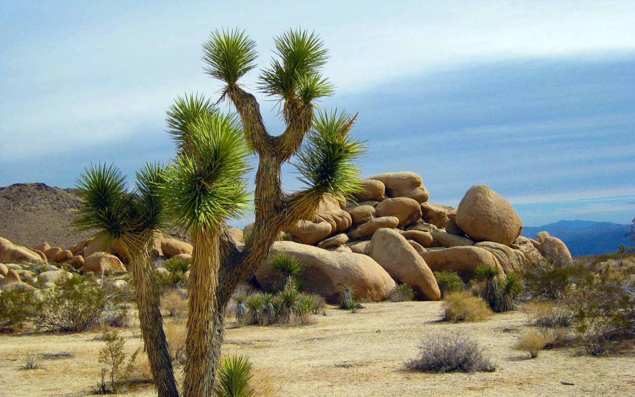 Юкка коротколистная