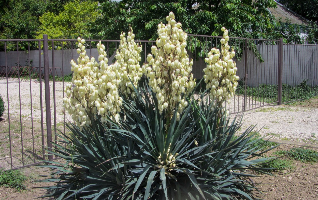 Юкка Садовая голубая