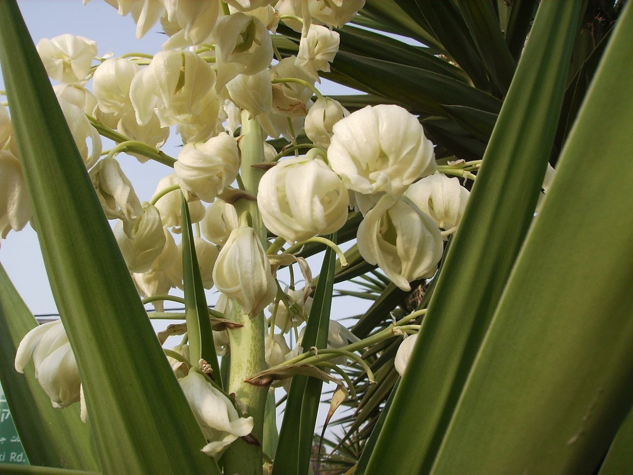 Пальма Юкка нитчатая