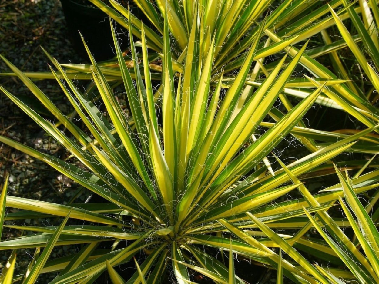 Юкка Yucca filamentosa