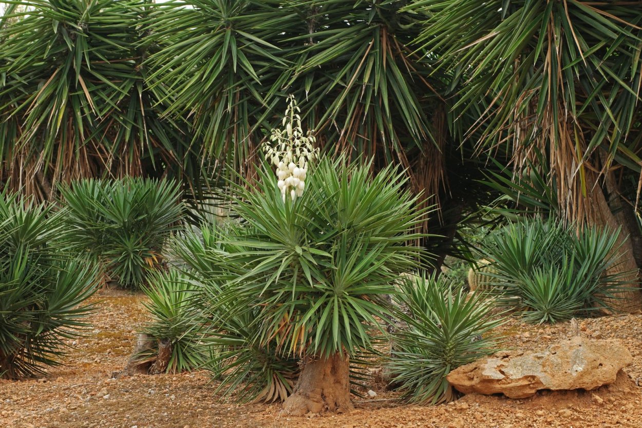 Yucca gigantea
