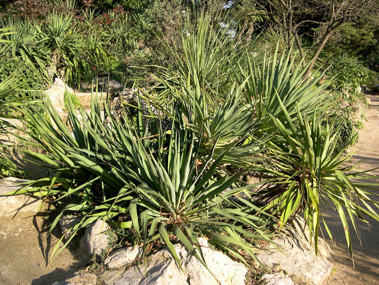 Юкка узколистная