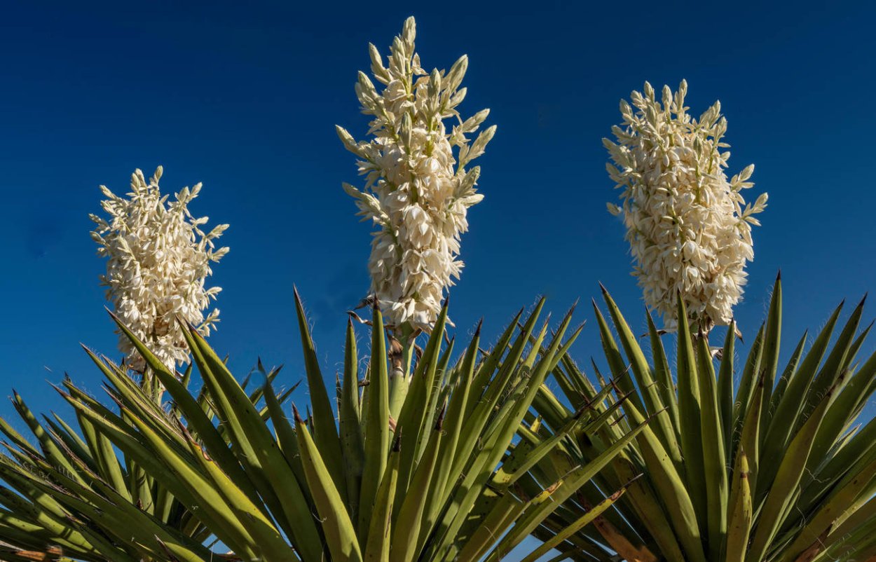Юкка алоэлистная (Yucca aloifolia)