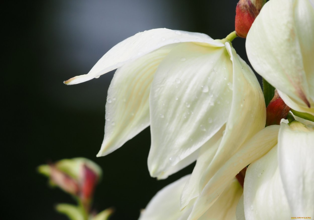 Цветок Юкка макро