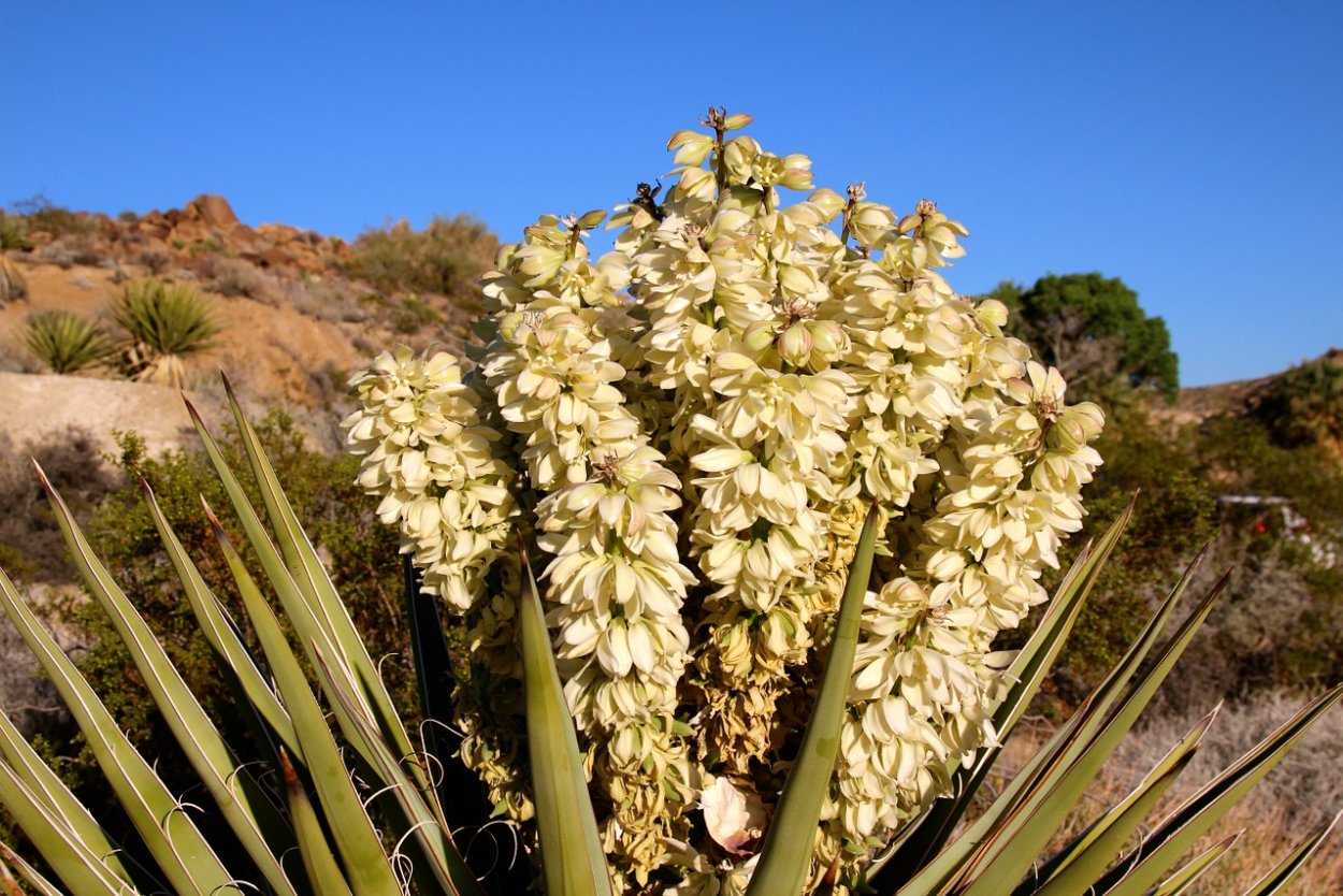 Yucca brevifolia