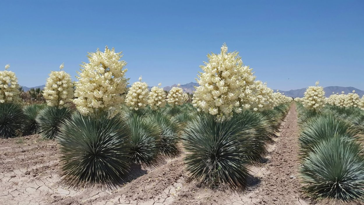 Yucca растение
