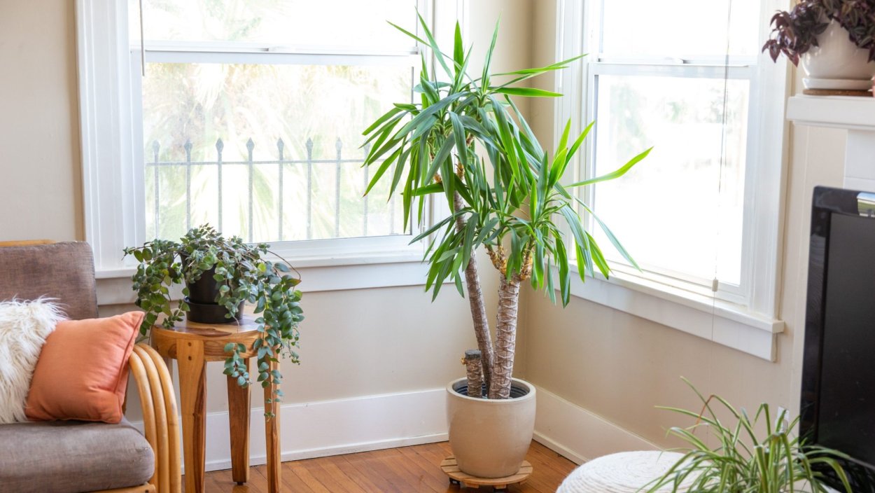 Юкка на Северной стороне комнаты