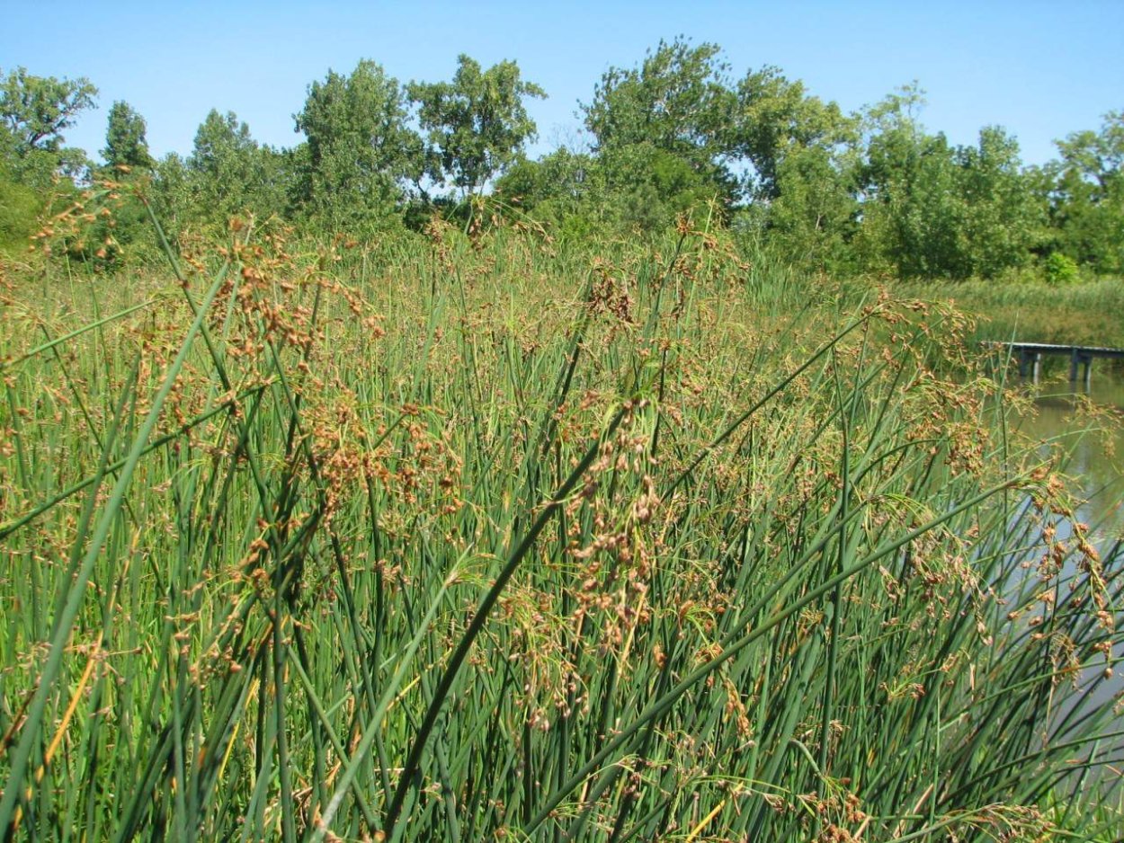 Schoenoplectus tabernaemontani