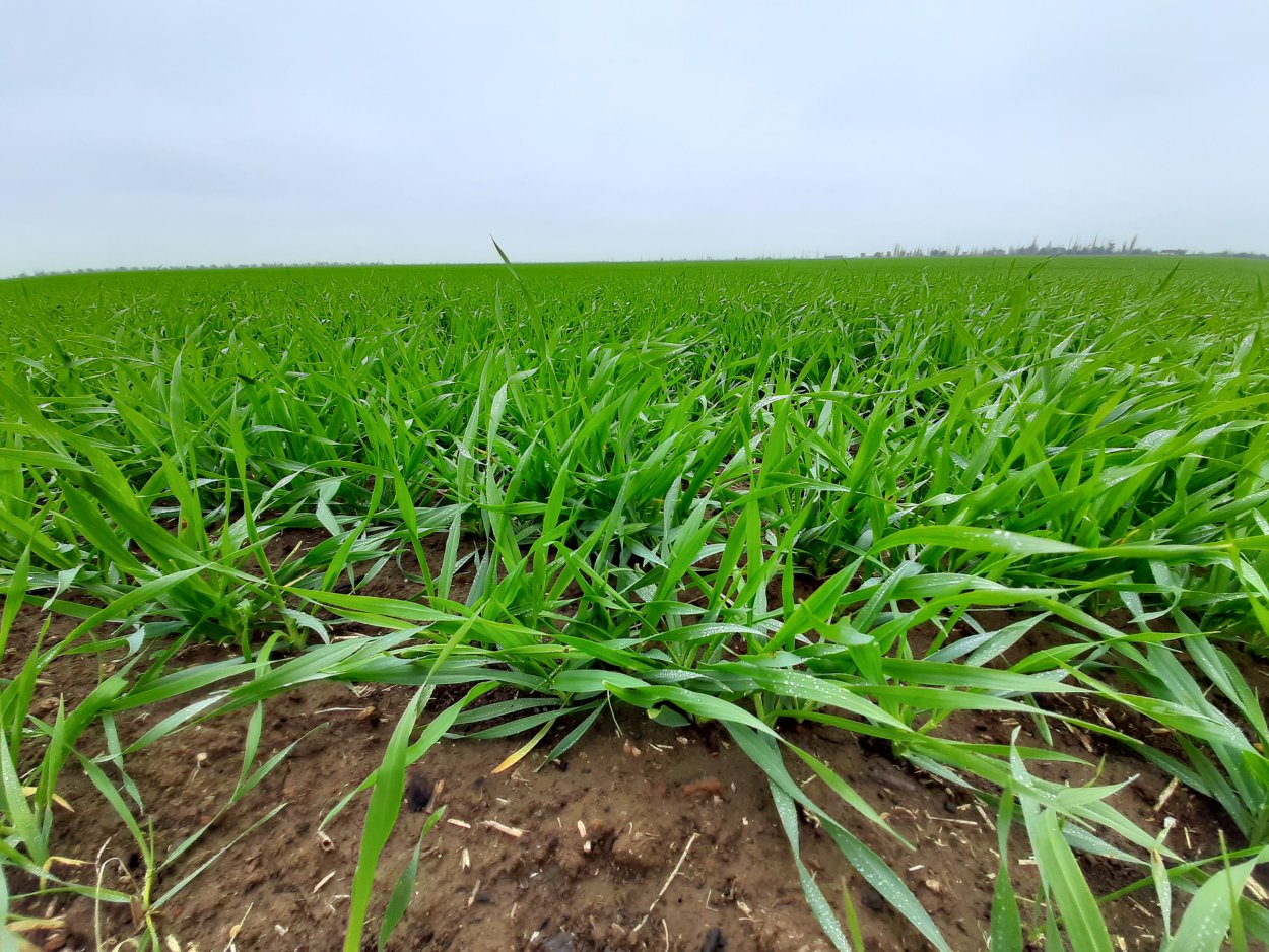 Всходы озимых культур