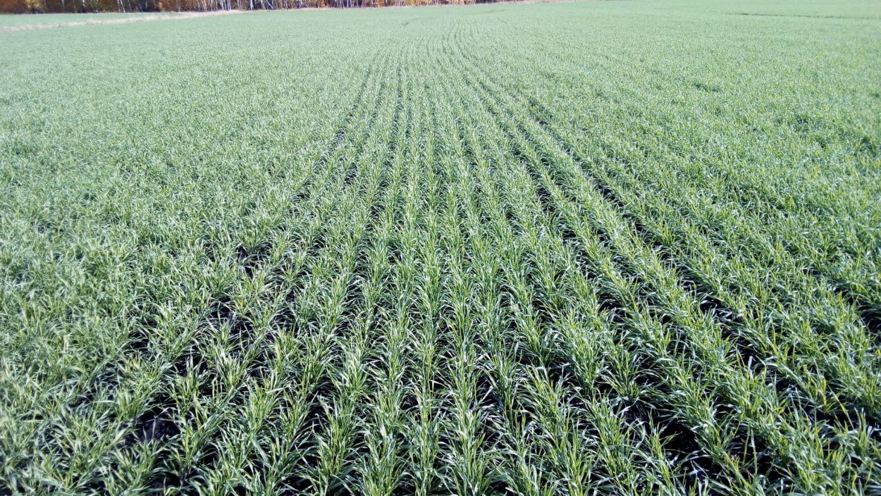 Посев озимой пшеницы