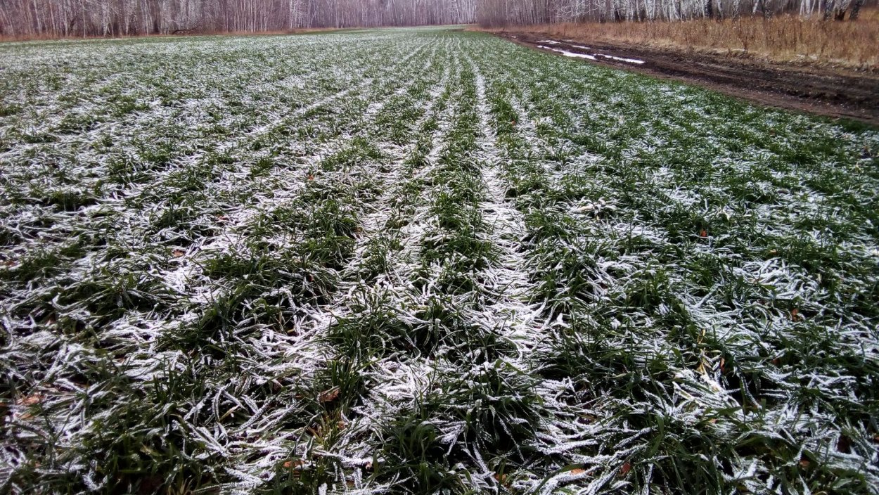 Озимые культуры удобрение