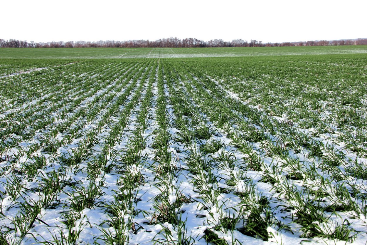 Всходы, посевы озимых культур