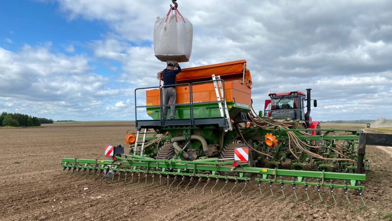 Озимая пшеница зимой