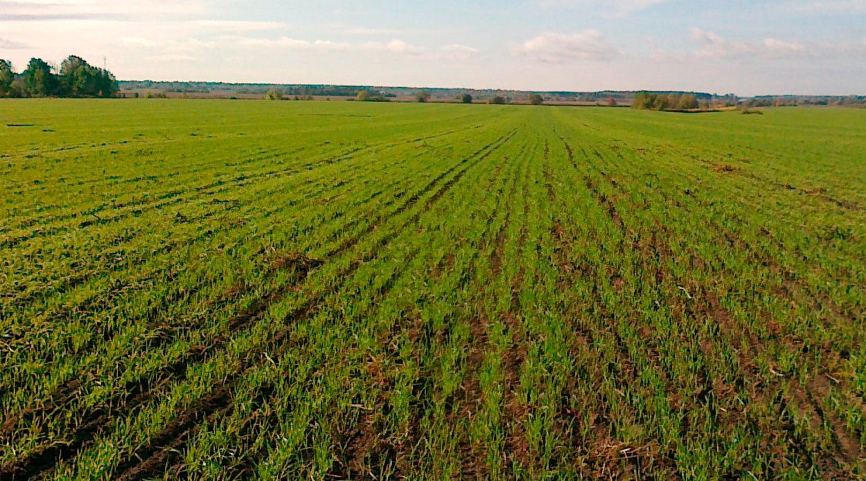 Озимая пшеница зимой