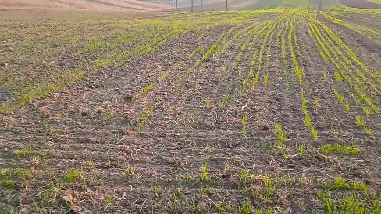 Поле озимой пшеницы