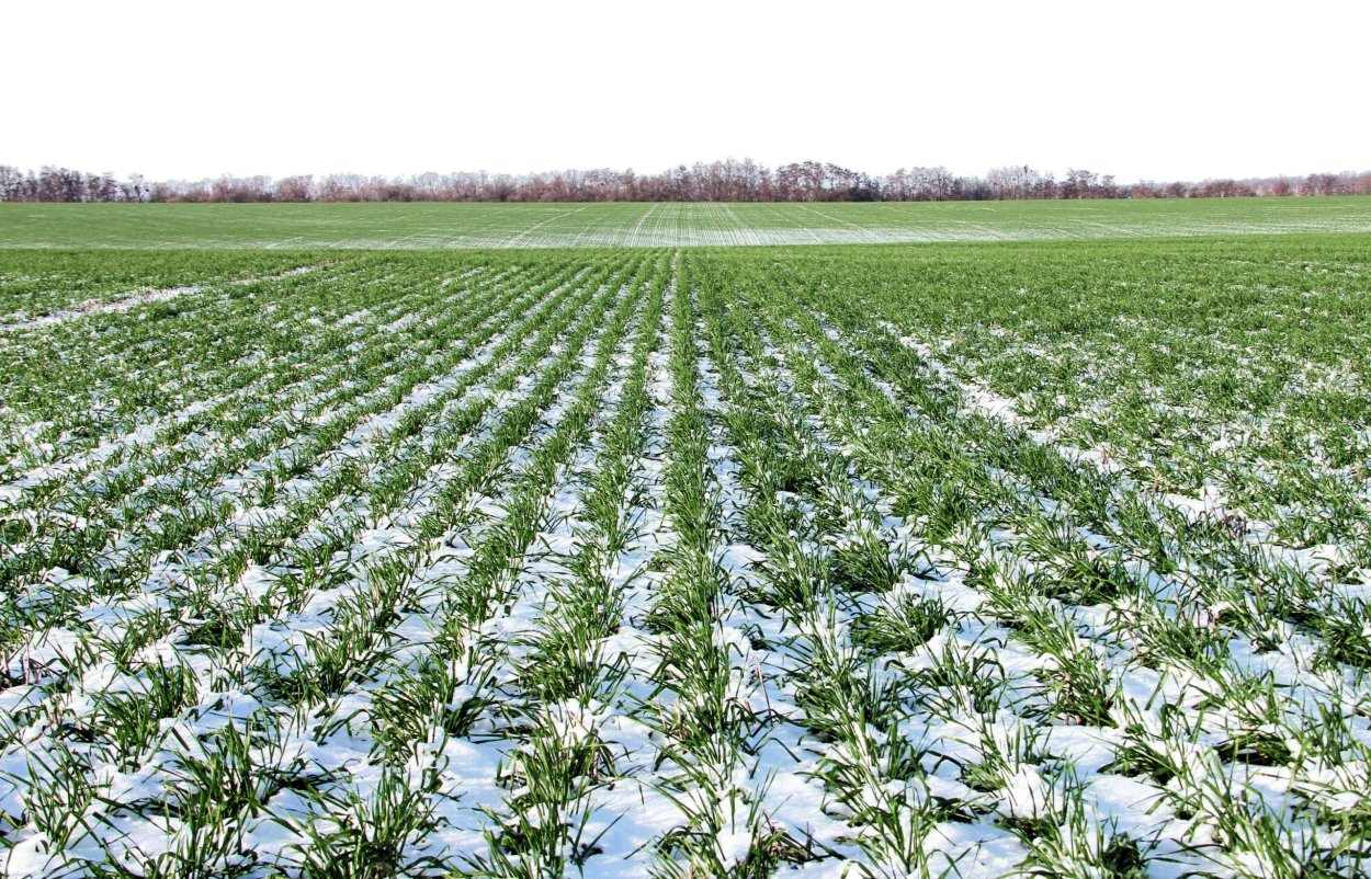 Озимая пшеница в Волгоградской области