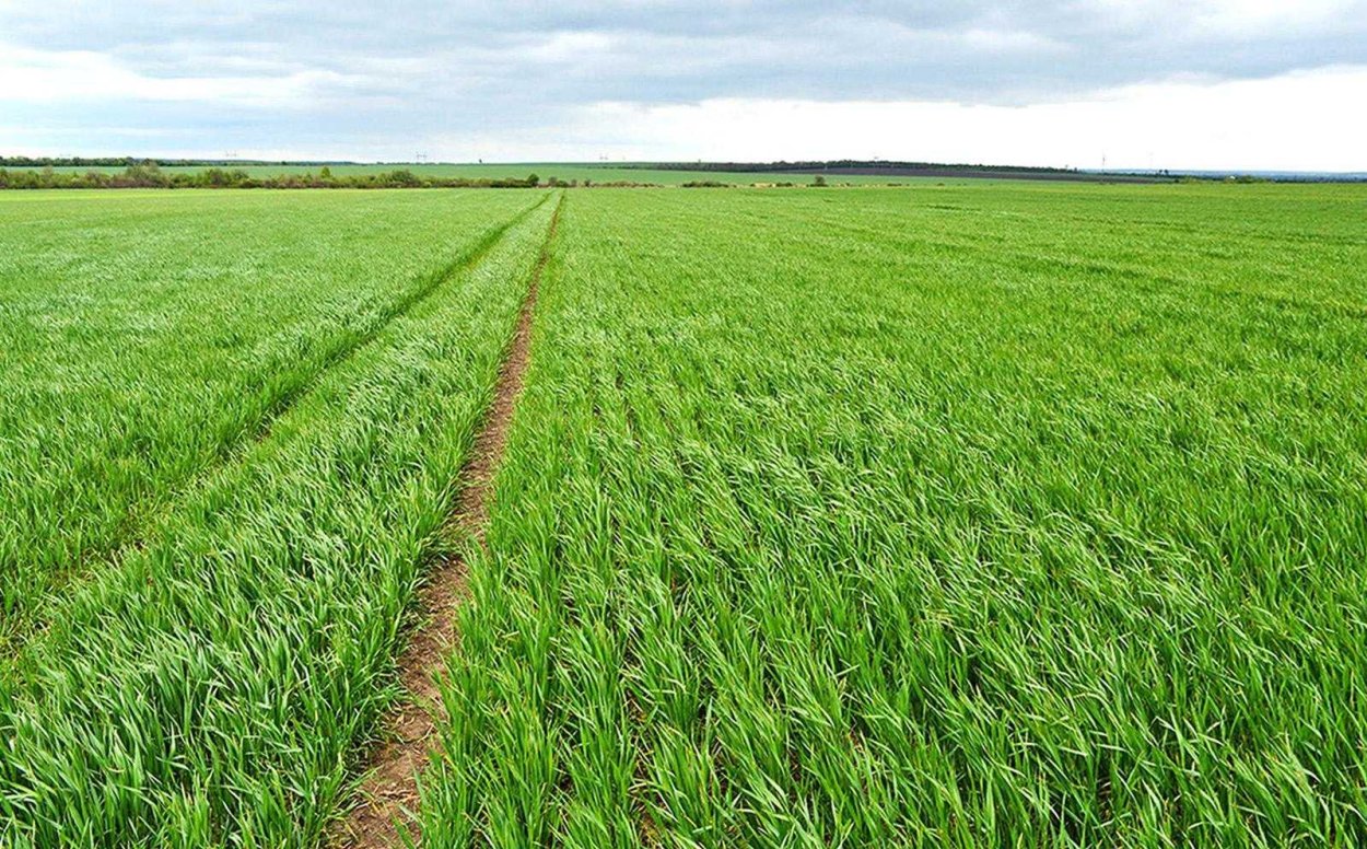 Вымерзание озимых культур