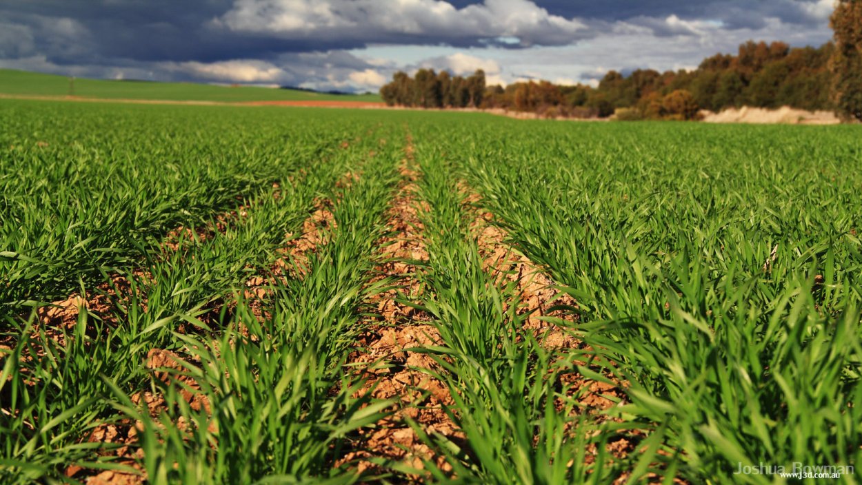 Вегетация озимой пшеницы