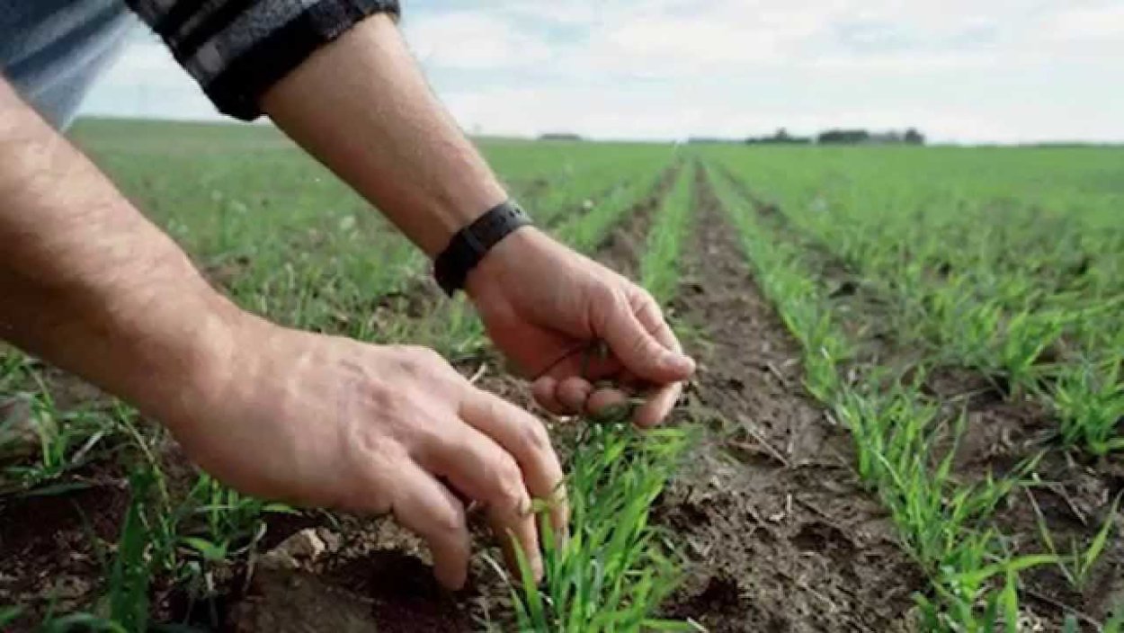 Посев яровых