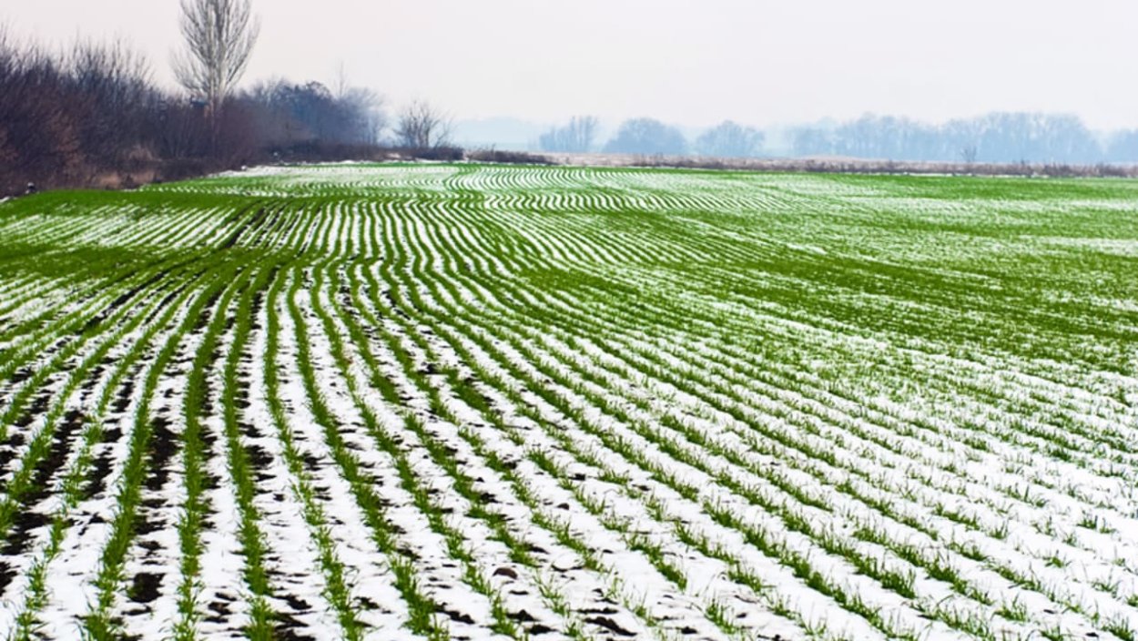Всходы Яровой пшеницы