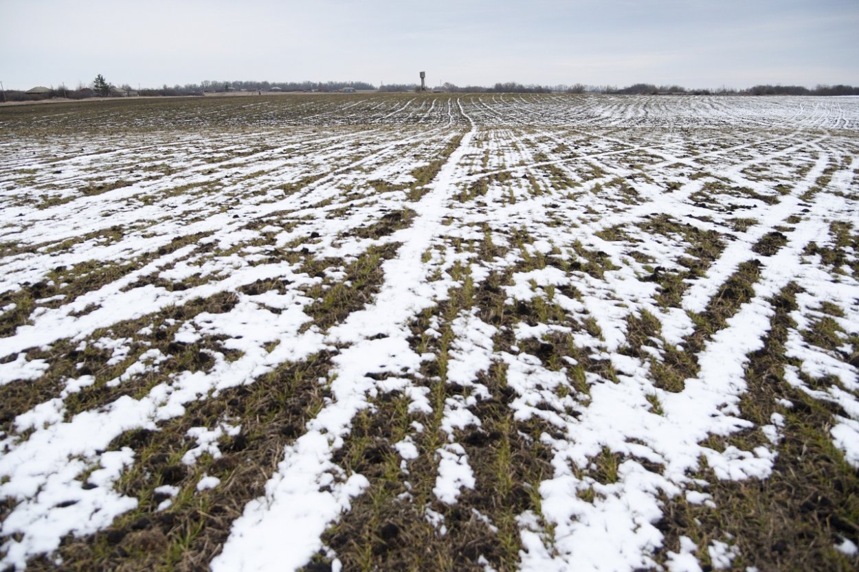 Оз пшеница всходы