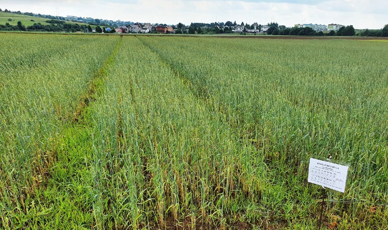 Озимое поле