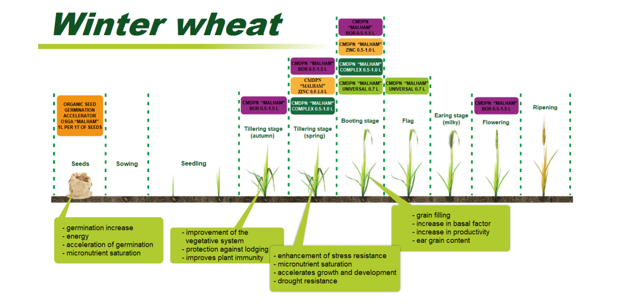 Боронование посевов озимой пшеницы