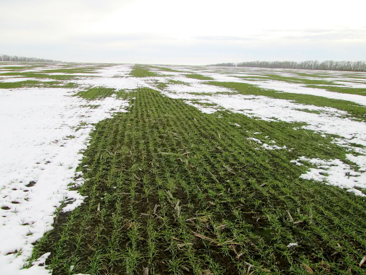 Озимая пшеница 2021