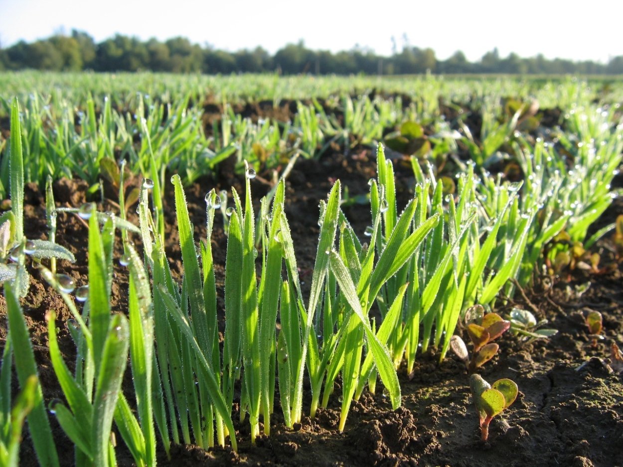 Озимые всходы пшеницы