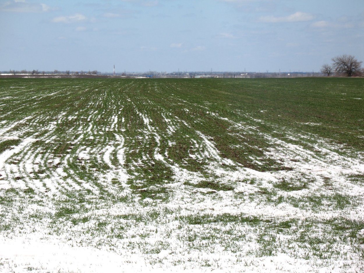 Вымерзание озимых культур