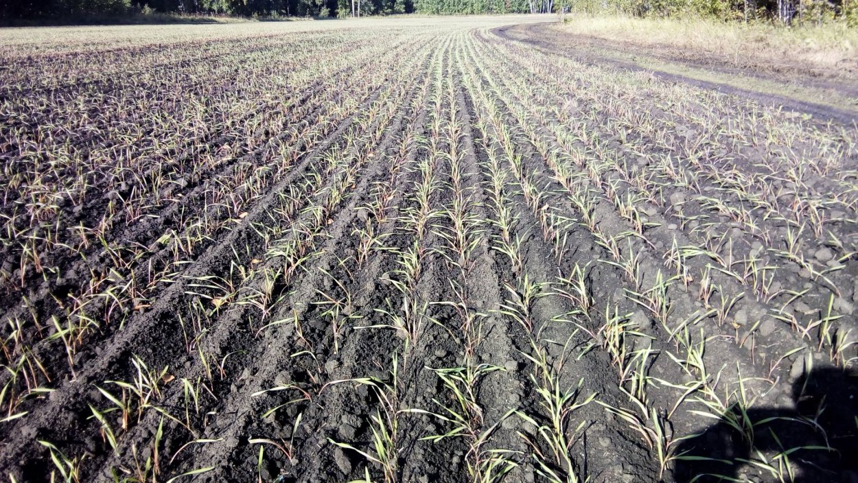 Посадка лука севка схема посадки