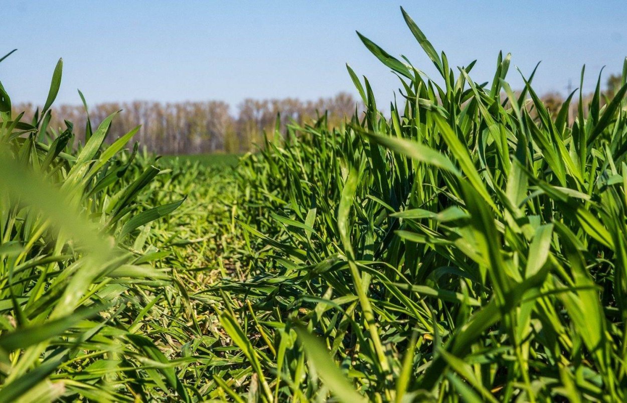 Всходы озимой пшеницы