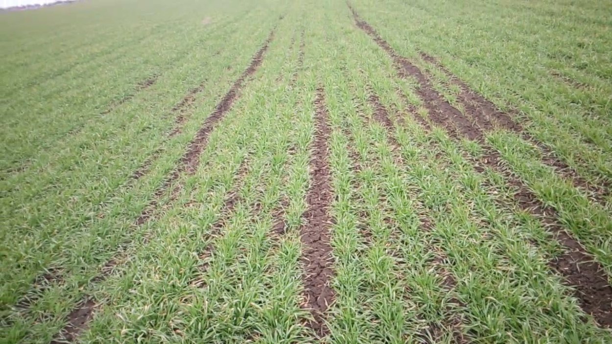 Кущение оз пшеницы